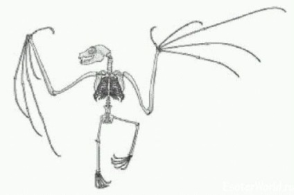 Skeleton denevér