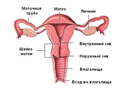 Câte lochii durează după naștere