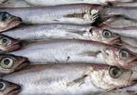 Főzni hal kék puha tőkehal, hogyan kell főzni hal kék tőkehal, a kék puha tőkehal módon a főzés hal