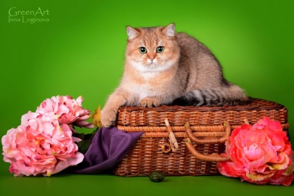 Scottish fold, Skót egyenes, Highland Fold, Highland Egyenes