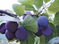 Plum egy szibériai