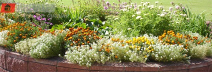 Grădină de flori complexă