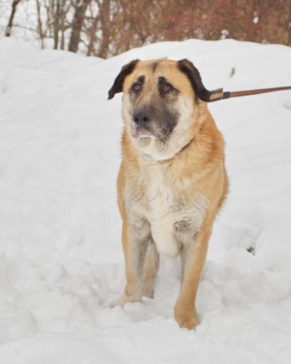 Dog filimon caută o casă