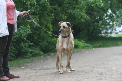 Ricci câine caută o casă