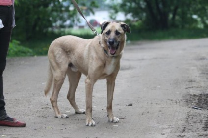 Ricci câine caută o casă