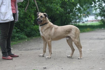 Ricci câine caută o casă