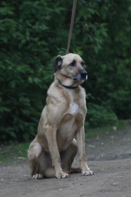 Ricci câine caută o casă