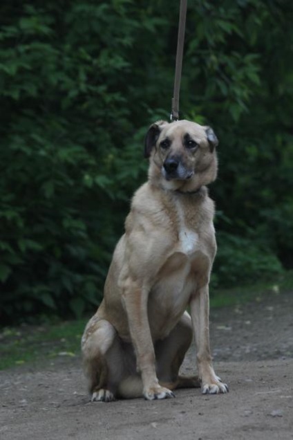 Ricci câine caută o casă