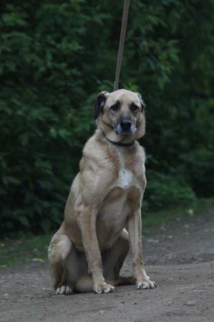 Ricci câine caută o casă