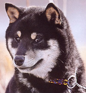 Dog siba-inu, standard Siba-inu, caracter Shiba-inu