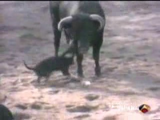 Un câine salvează o persoană de un taur - clip, vizionează online, descarcă un clip pe care îl salvează de la câine