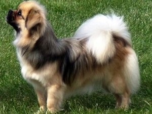 Câine tibetan spaniel îngrijire adecvată pentru câini de rasă Tibetan spaniel și puii lui, http