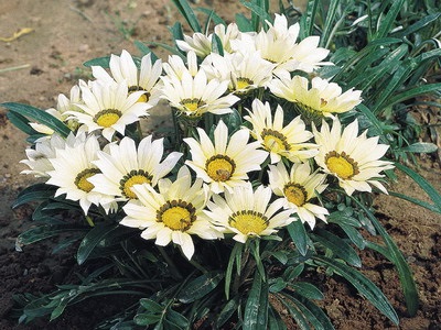 Soiuri de grădină khatsanii - enciclopedia de flori