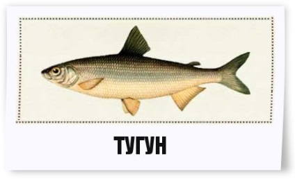 Sosvinskaya hering (tugun) - descriere, habitat, reproducere, caracteristici de comportament, pescuit,