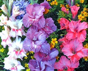 Sfaturi florar, ce trebuie să știți despre flori