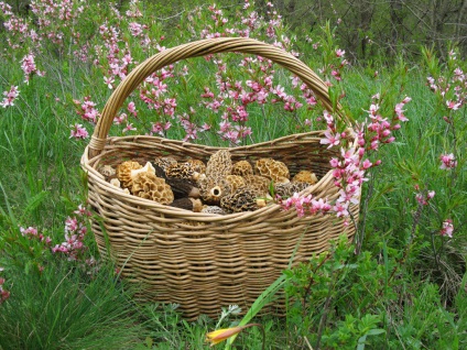 Tippek kezdő Mushroomer