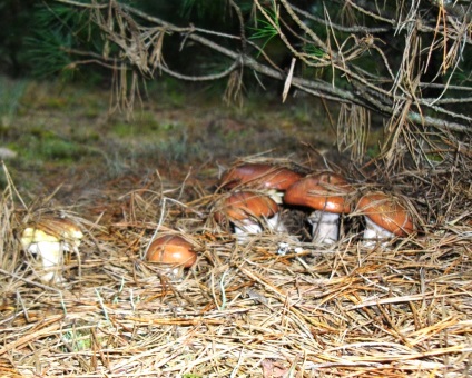 Tippek kezdő Mushroomer