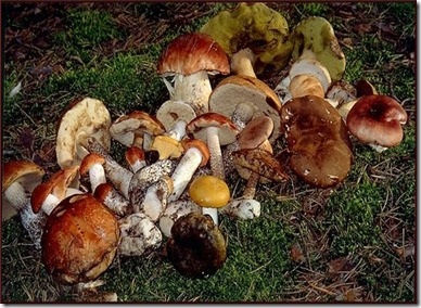 Sfaturi pentru ciuperci de ciuperci începători