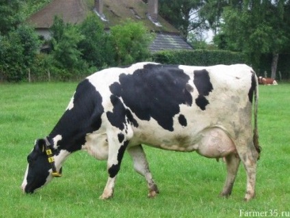 Sfat pentru cumpărătorul vacăi