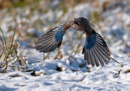 Jay (garrulus glandarius) reproducere, cântând, fapte interesante