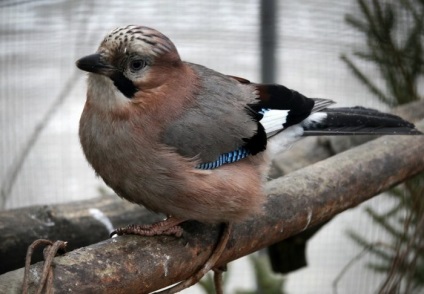 Jay (garrulus glandarius) reproducere, cântând, fapte interesante