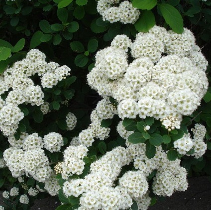 Albiflora Spiraea japonica ültető ellátás, fotó