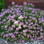 Albiflora Spiraea japonica ültető ellátás, fotó