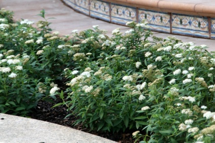 Albiflora Spiraea japonica ültető ellátás, fotó