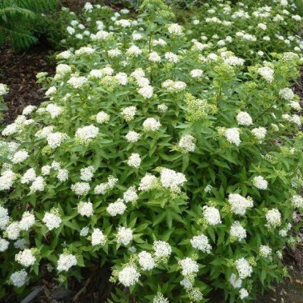 Spiraea japoneză albiflora aterizare de îngrijire, fotografie