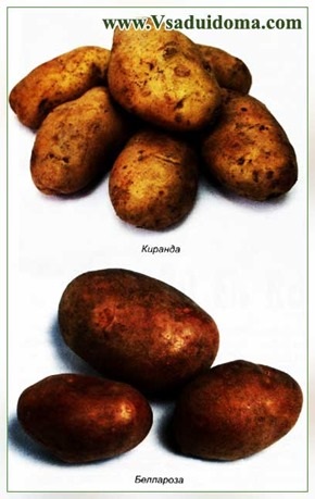 Metoda de cultivare a cartofilor pentru obținerea tuberculilor gigantici