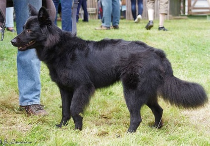 Vechiul câine ciobănesc german - câine vechi german negru - Schwarzer Altdeich