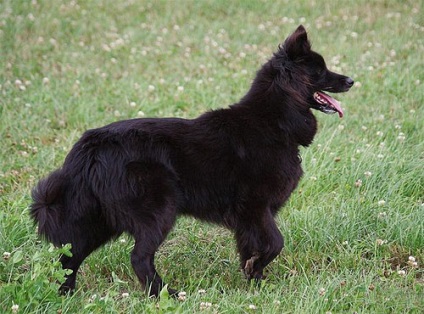 Vechiul câine ciobănesc german - câine vechi german negru - Schwarzer Altdeich