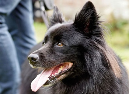 Vechiul câine ciobănesc german - câine vechi german negru - Schwarzer Altdeich