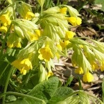 Stratificarea primrosei