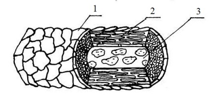 Structura părului animal