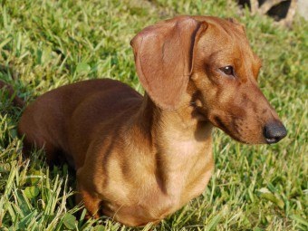 Dachshund este un vânător născut