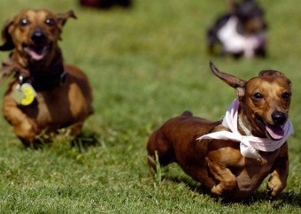 Dachshund este un vânător născut