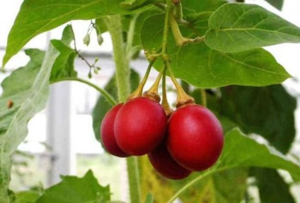 Compoziția Tamarillo, proprietăți utile, plantare, îngrijire, caracteristici, video