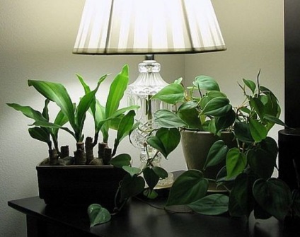 Umbre-iubitoare de plante de familie fotografie, cele mai umbre-iubitoare și umbra-tolerant plante de apartament