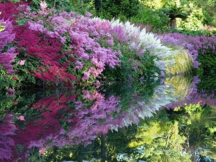 Plante și flori de umbrire pentru grădina orașului și fotografie și nume