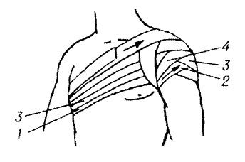 Bandaje tipice pe abdomen, perineu, membre