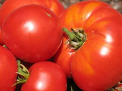 Tomato Elena f1 Descrierea varietății, caracteristică, fotografie