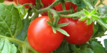 Tomato Elena f1 Descrierea varietății, caracteristică, fotografie