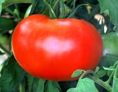 Tomato Elena f1 Descrierea varietății, caracteristică, fotografie