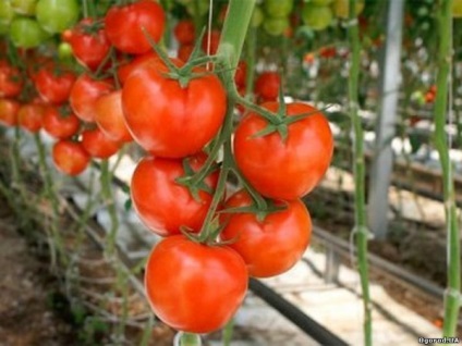 Tomato Elena f1 Descrierea varietății, caracteristică, fotografie