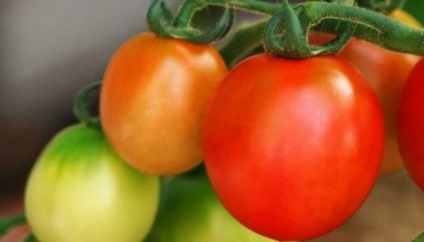 Tomato Elena f1 Descrierea varietății, caracteristică, fotografie