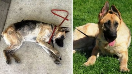 Top 25 mozgó képek a kutyák, előtt és után megtalálták az otthonában