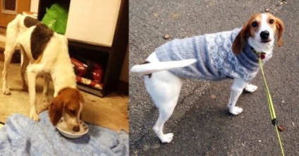 Cele 25 de fotografii atingeți de câini făcuți înainte și după ce și-au găsit casa