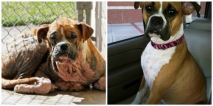 Cele 25 de fotografii atingeți de câini făcuți înainte și după ce și-au găsit casa