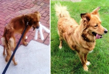 Top 25 mozgó képek a kutyák, előtt és után megtalálták az otthonában